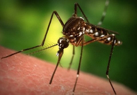 Endangered Mosquito Discovered Endangered Mosquito Discovered