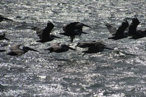 Pelicans, Cormorants, & Loons! Oh My! Pelicans, Cormorants, & Loons! Oh My!