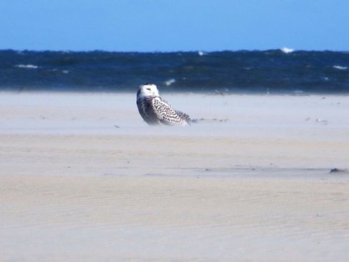 Chillin': Two Birds in One Zone Chillin': Two Birds in One Zone