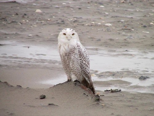 Chillin': Two Birds in One Zone January 3rd sighting.