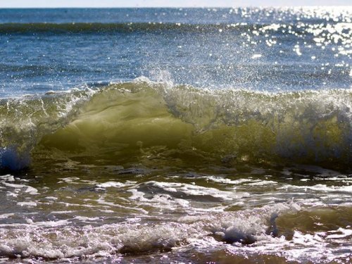 It's Safe to Go Back in the Water* Pure and clean