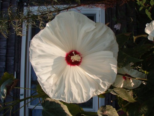 Remembering Elizabeth Parsons I was always jealous of Elizabeth's garden!