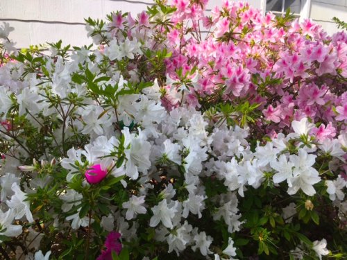 Ocracoke in Bloom Azaleas (with an Easter egg cameo)