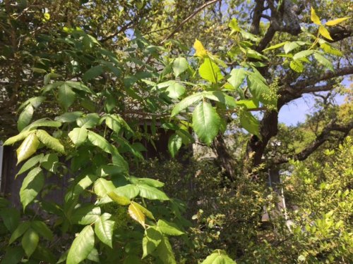 Ocracoke in Bloom Abundant and green and flowering! Sigh.