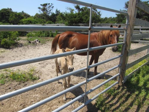 Ocracoke Kids Are First to Meet Jobelle Baby and Mama