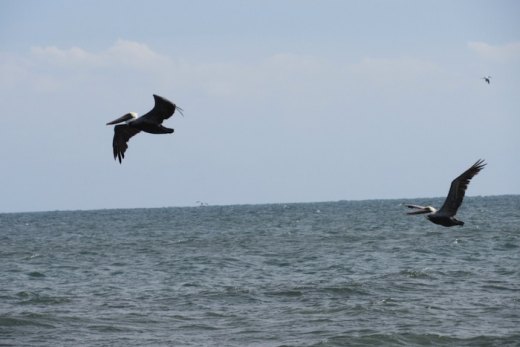 Pelicans, Cormorants, & Loons! Oh My! Pelicans, Cormorants, & Loons! Oh My!