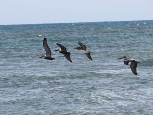 Pelicans, Cormorants, & Loons! Oh My! Ooooooo! Pelicans!