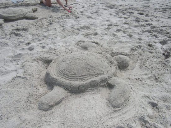 Sea & Sand Turtles Sea & Sand Turtles