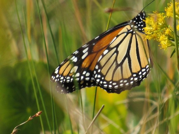 Autumn on the Sandbar Butterfly on goldenrod