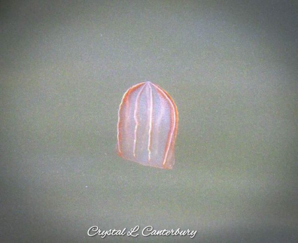 A Sea of Jellies Comb jelly